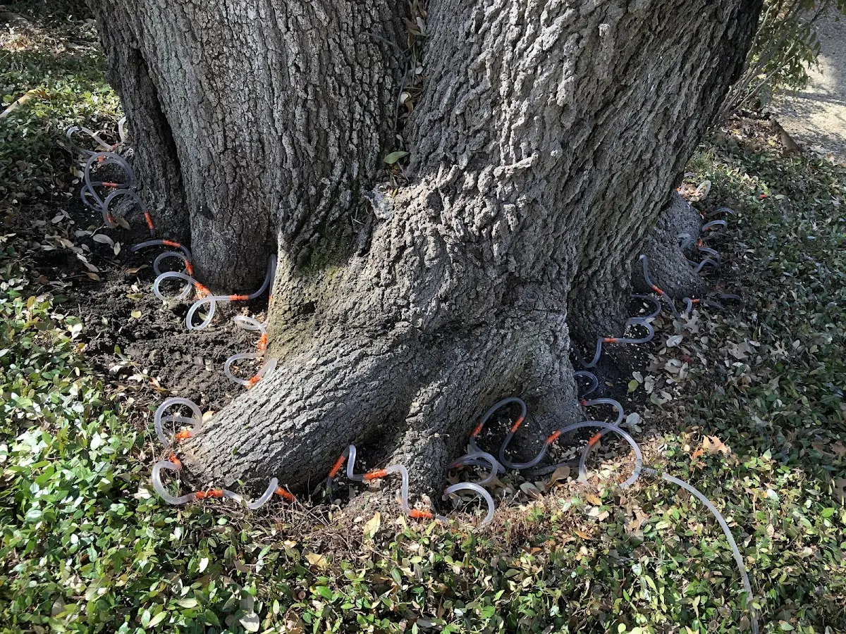 Detailed Tree Cabling and Bracing job site in Kindred