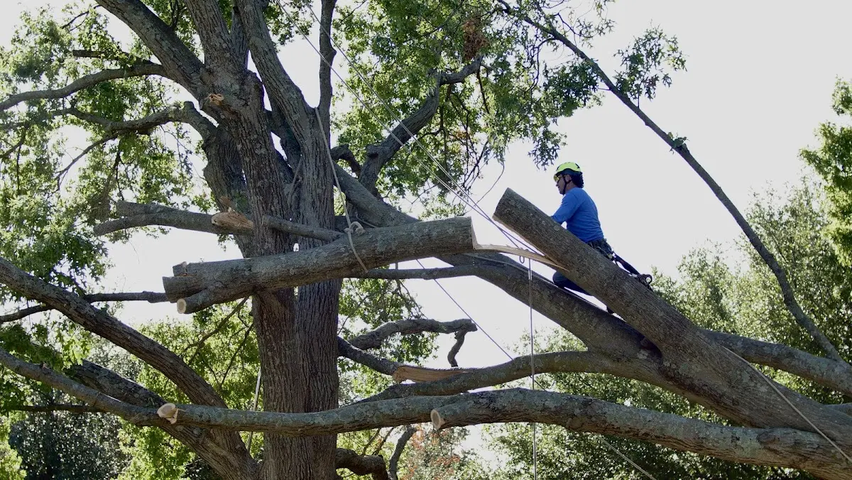 Professional Hazardous Tree Removal performed by certified arborists in Kindred